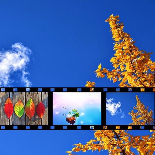 Une pellicule exposée à la lumière du jour, en arrière plan le ciel bleu et un arbre aux couleurs de l'automne